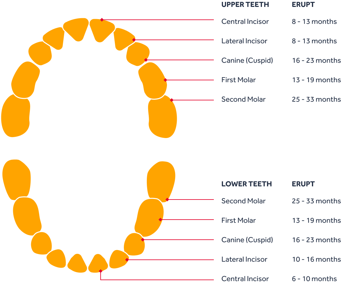 Diagram of baby teething timeline, including expected tooth eruption and tips for soothing a teething infant