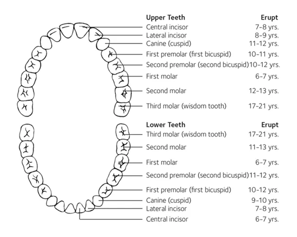 Baby Teething Chart | Nurofen Australia